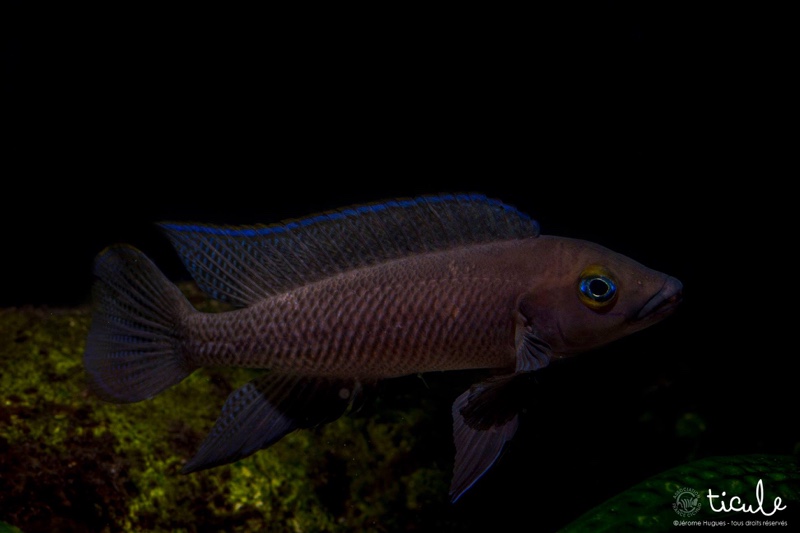 Neolamprologus pectoralis 'Tembwe (Deux)'